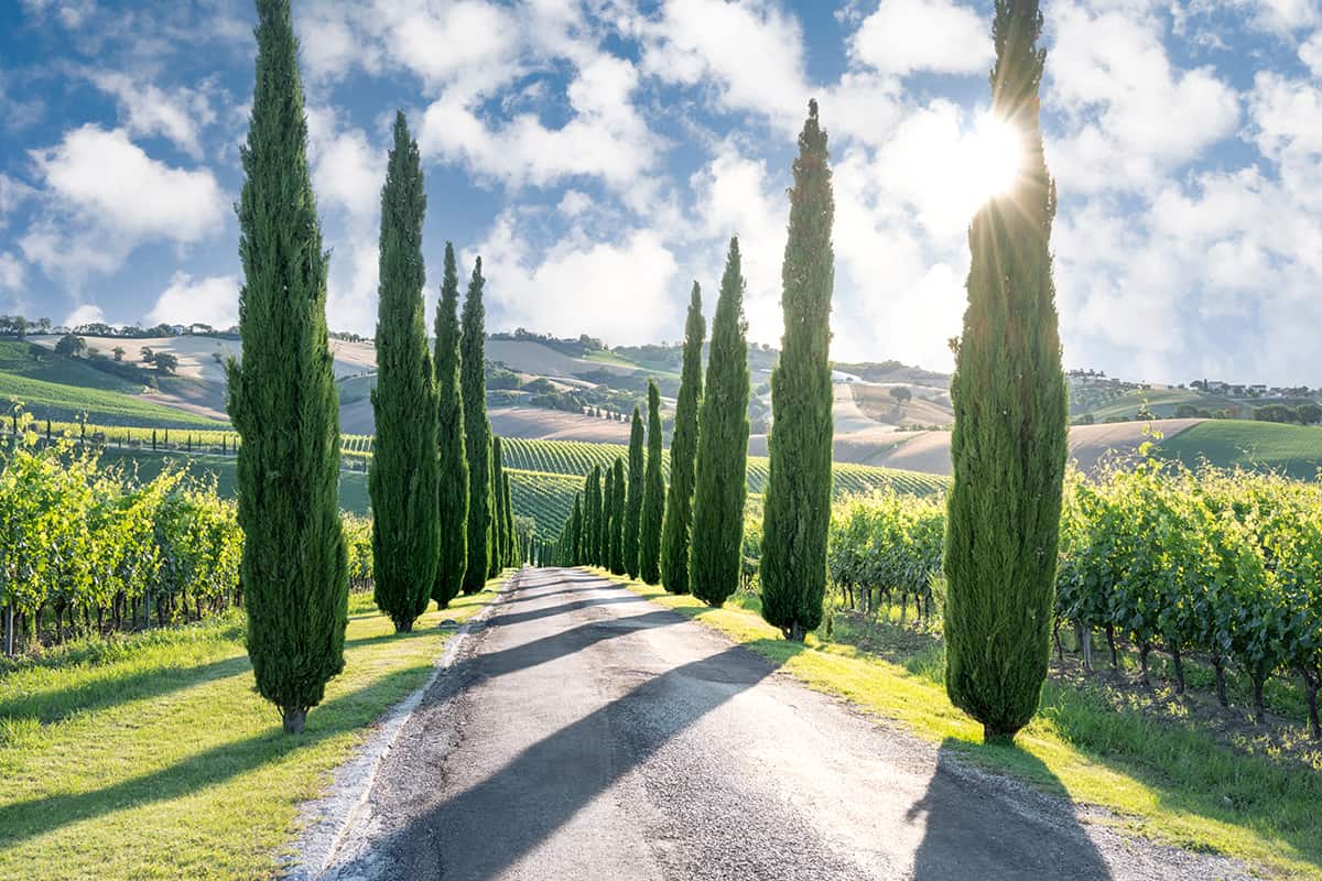 Cypress Trees