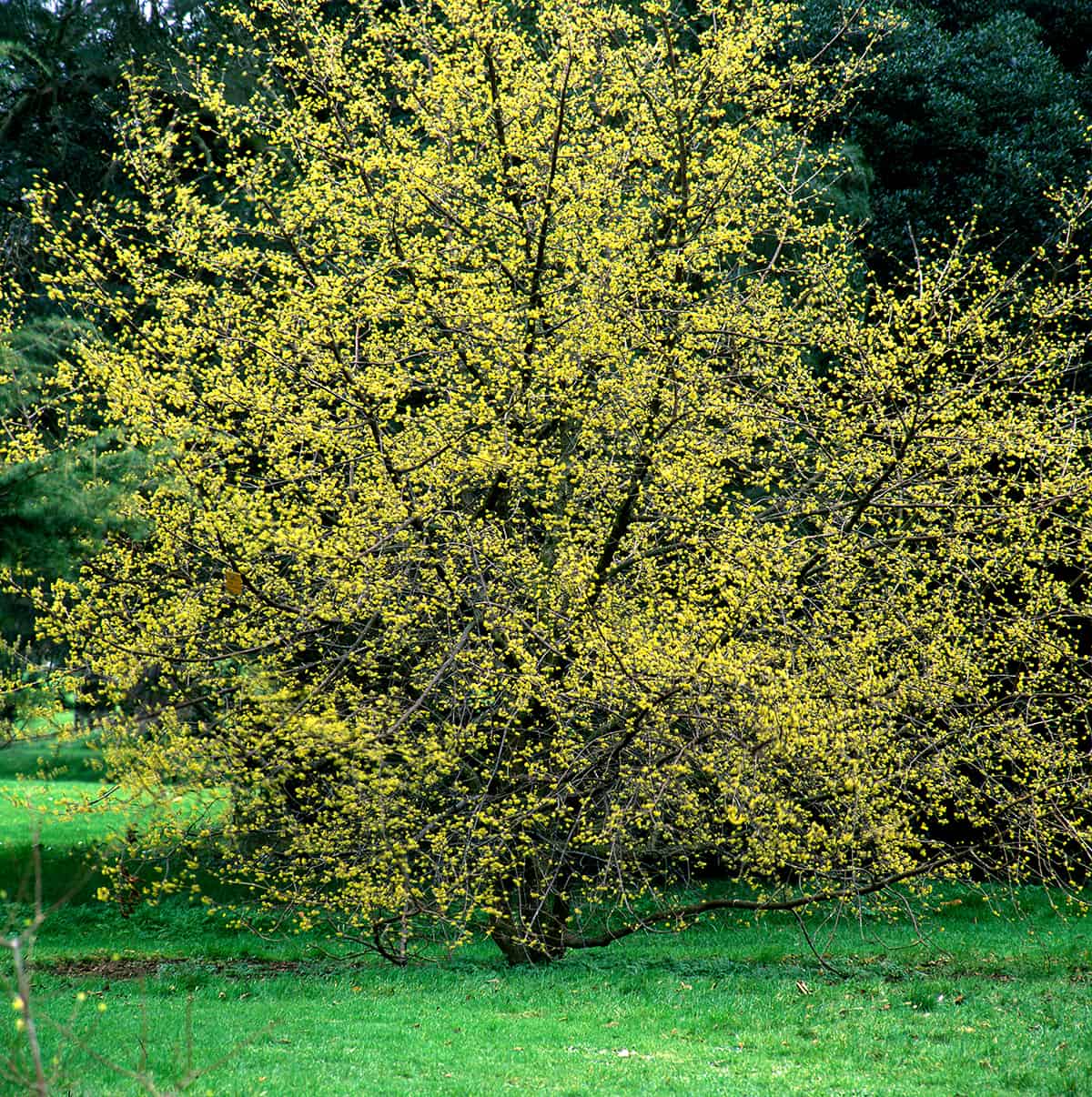 Dogwood Trees