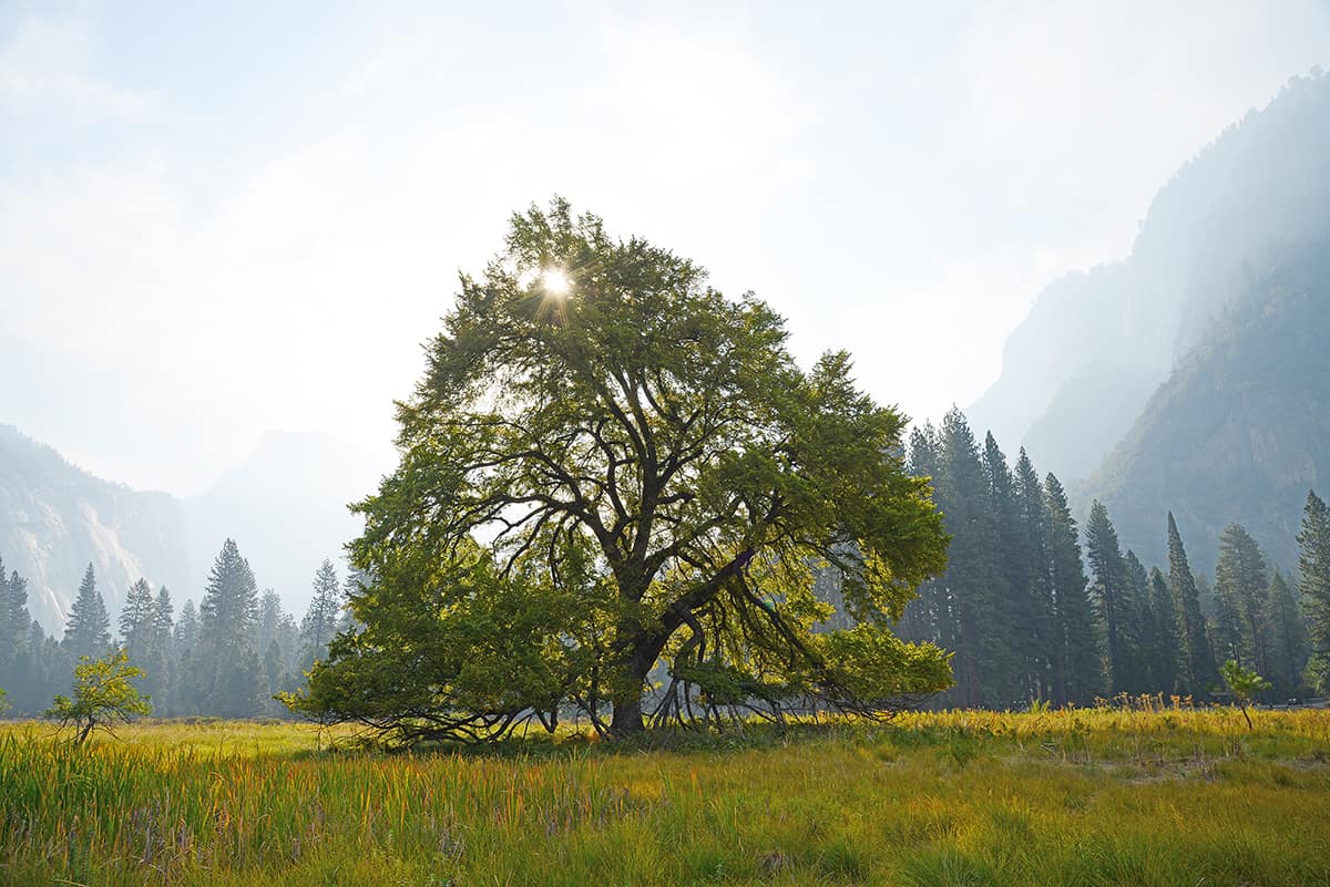 Elm Trees