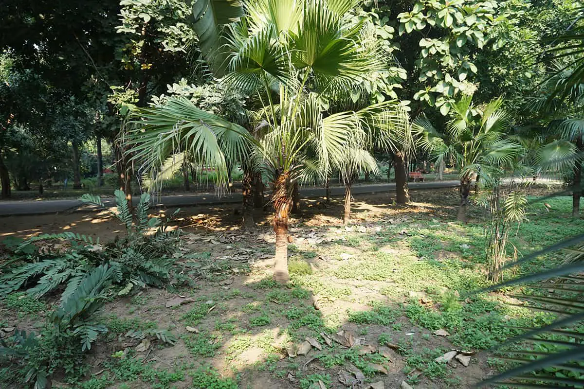 Guadalupe Palm