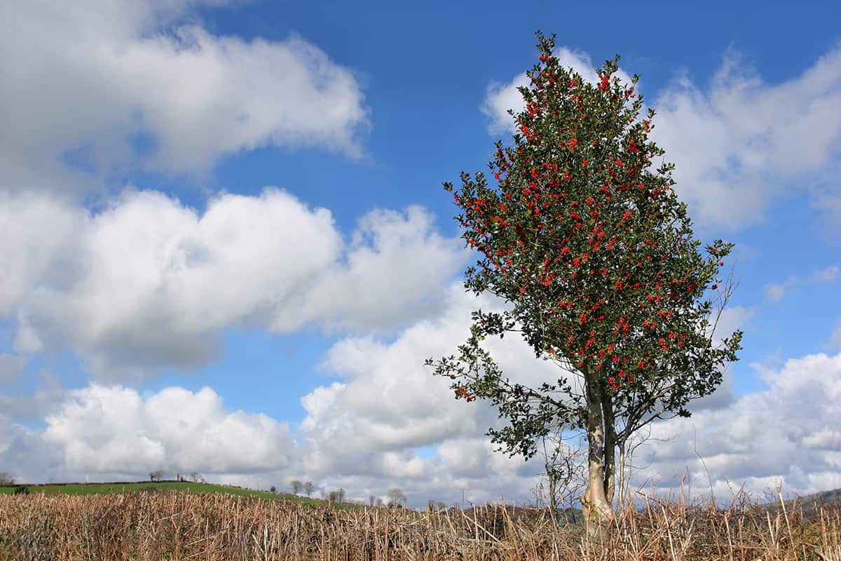 Holly Trees