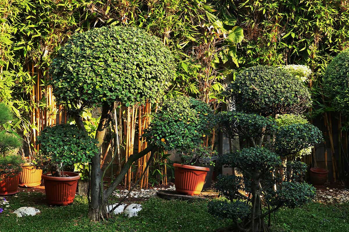 How to Care for Banyan Trees