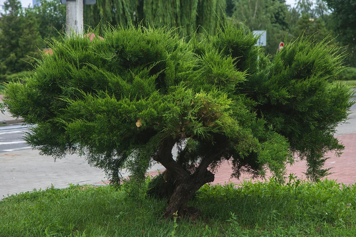 Juniper Trees