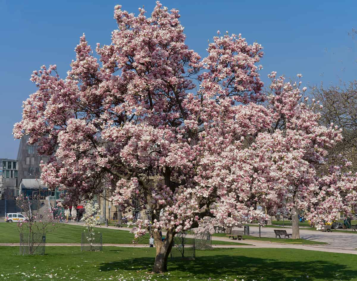 Magnolia Trees