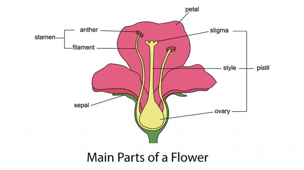 Parts of A Flower Explained - Plantglossary