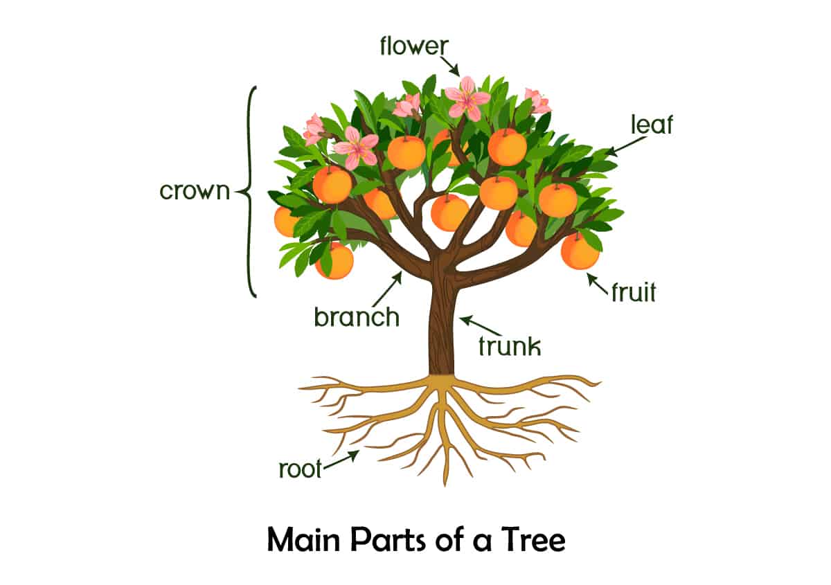 Main Parts of a Tree