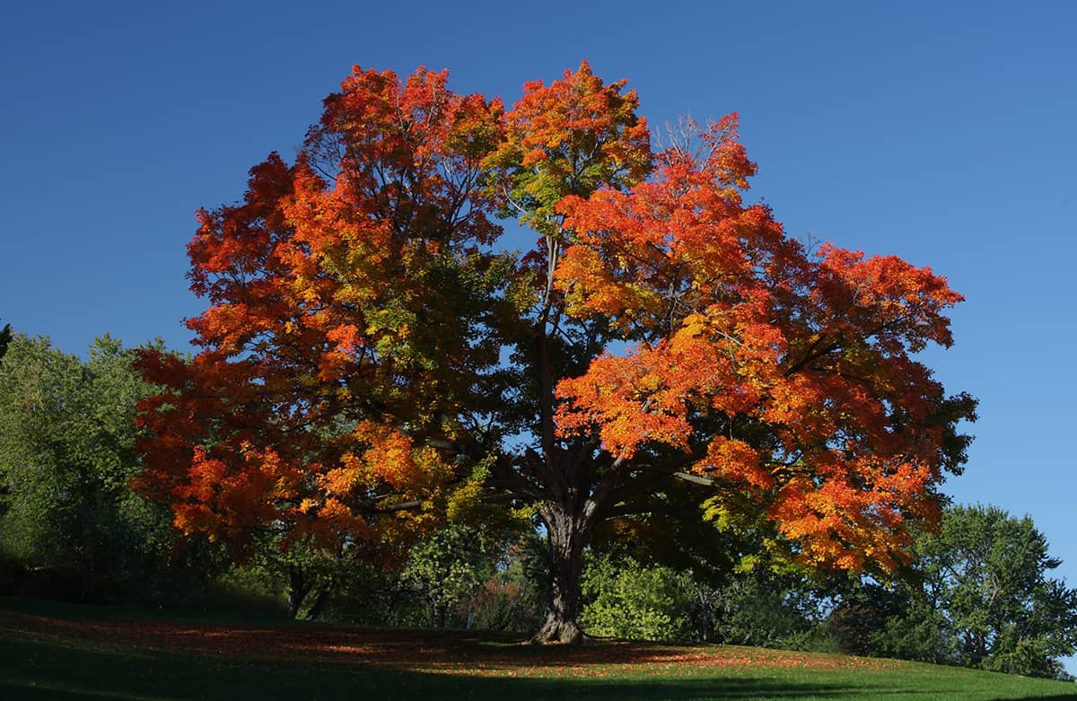 Maple Trees