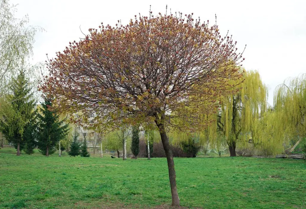 11 Different Types Of Maple Trees - Plantglossary