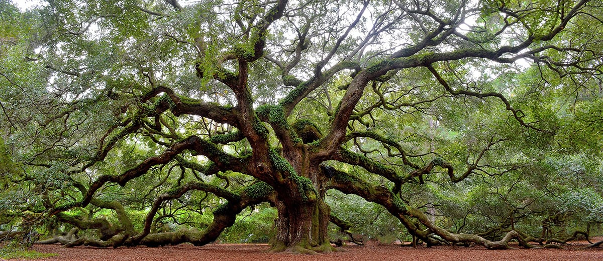 Oak Trees