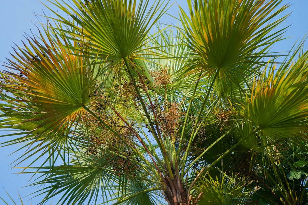 14 Different Types of Palm Trees Explained Plantglossary