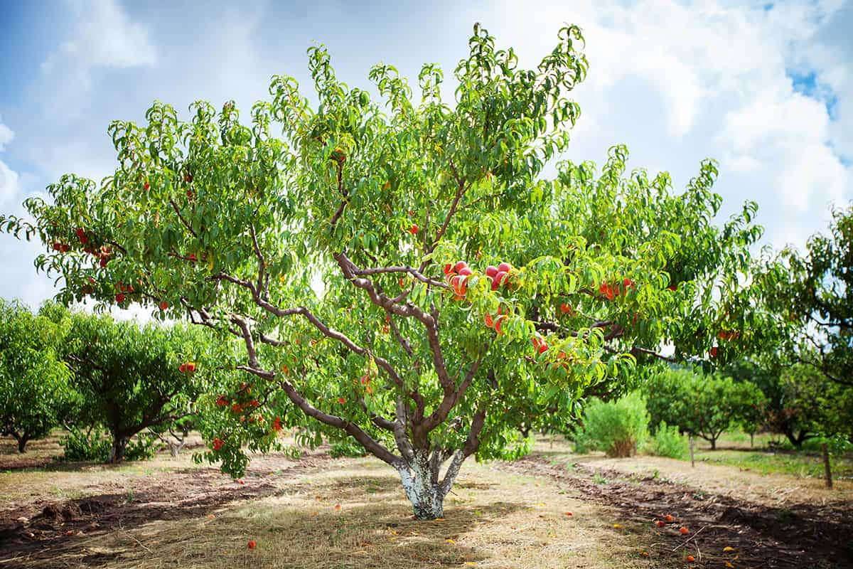 Peach Trees