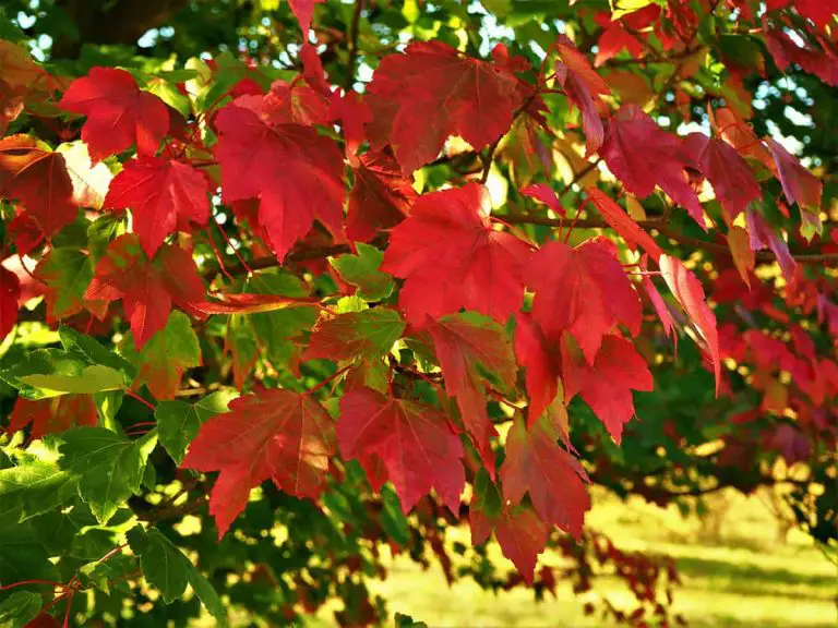 11 Different Types of Maple Trees - Plantglossary