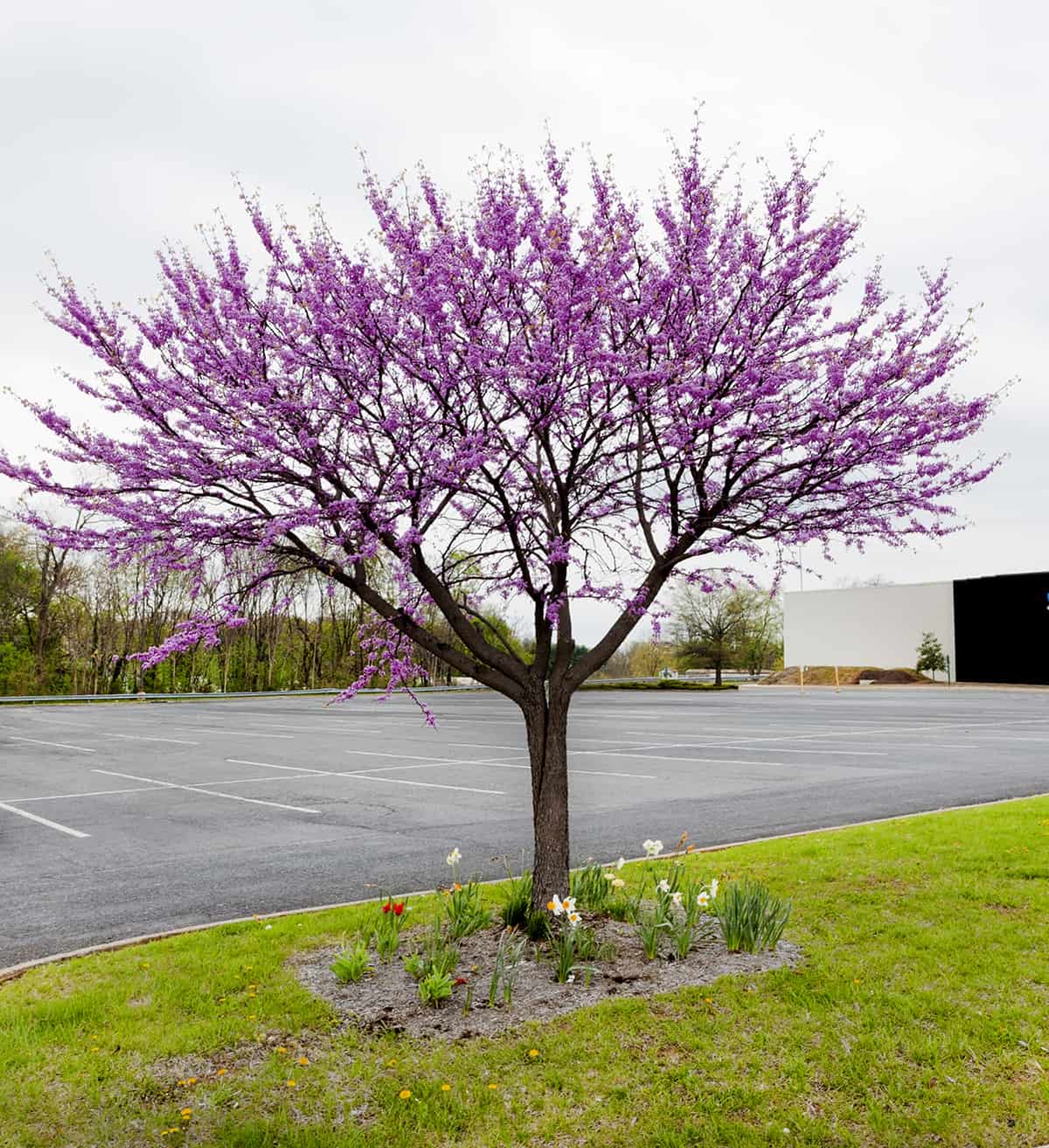 Redbud Trees