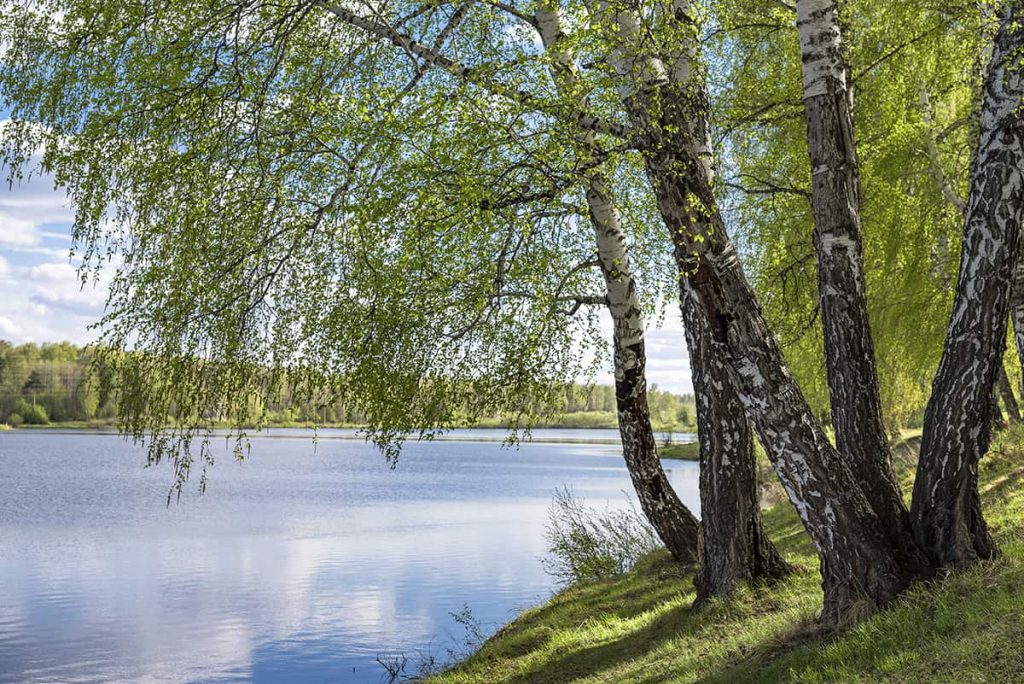 8 Common Types of birch trees (with Photos) - Plantglossary