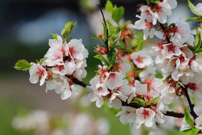 Types of cherry blossom trees