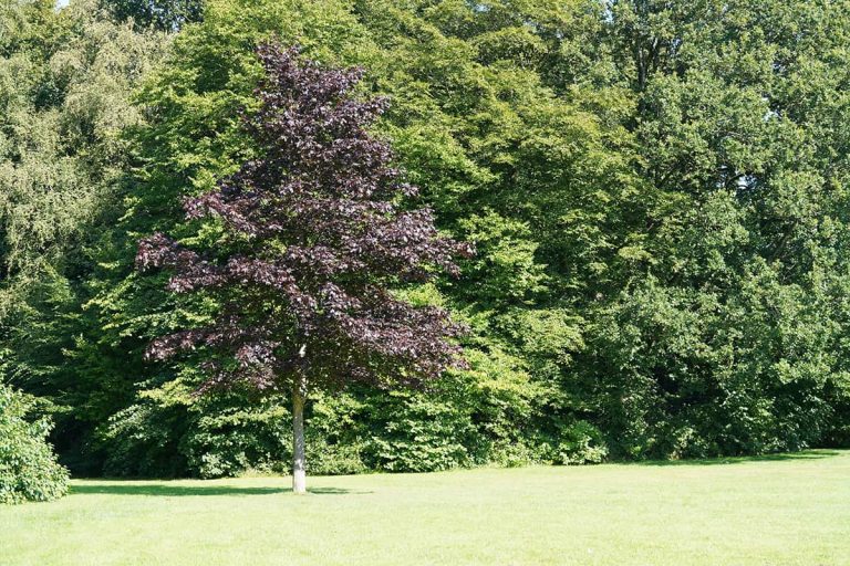 11 Different Types of Maple Trees - Plantglossary