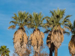 Types of palm trees
