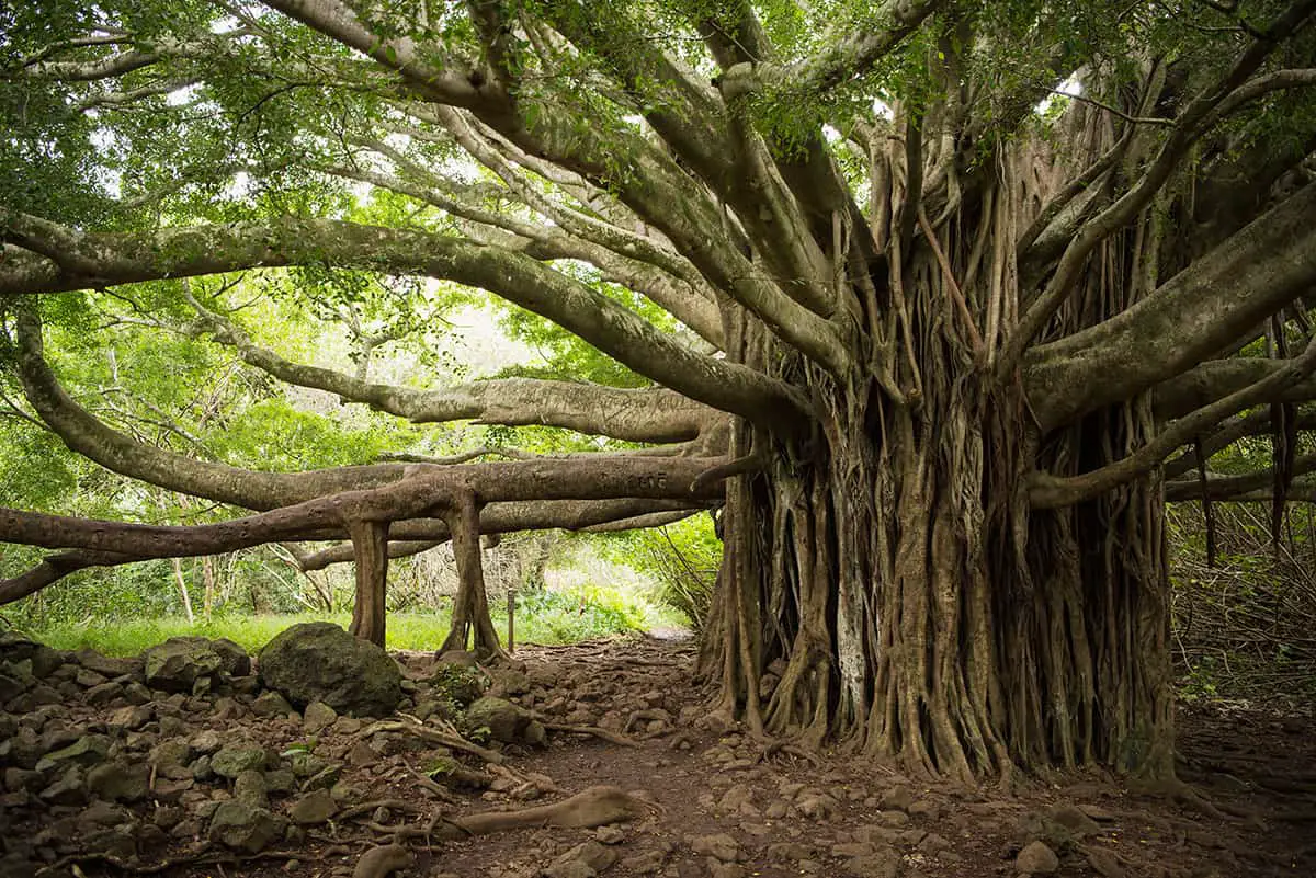 What is a Banyan Tree