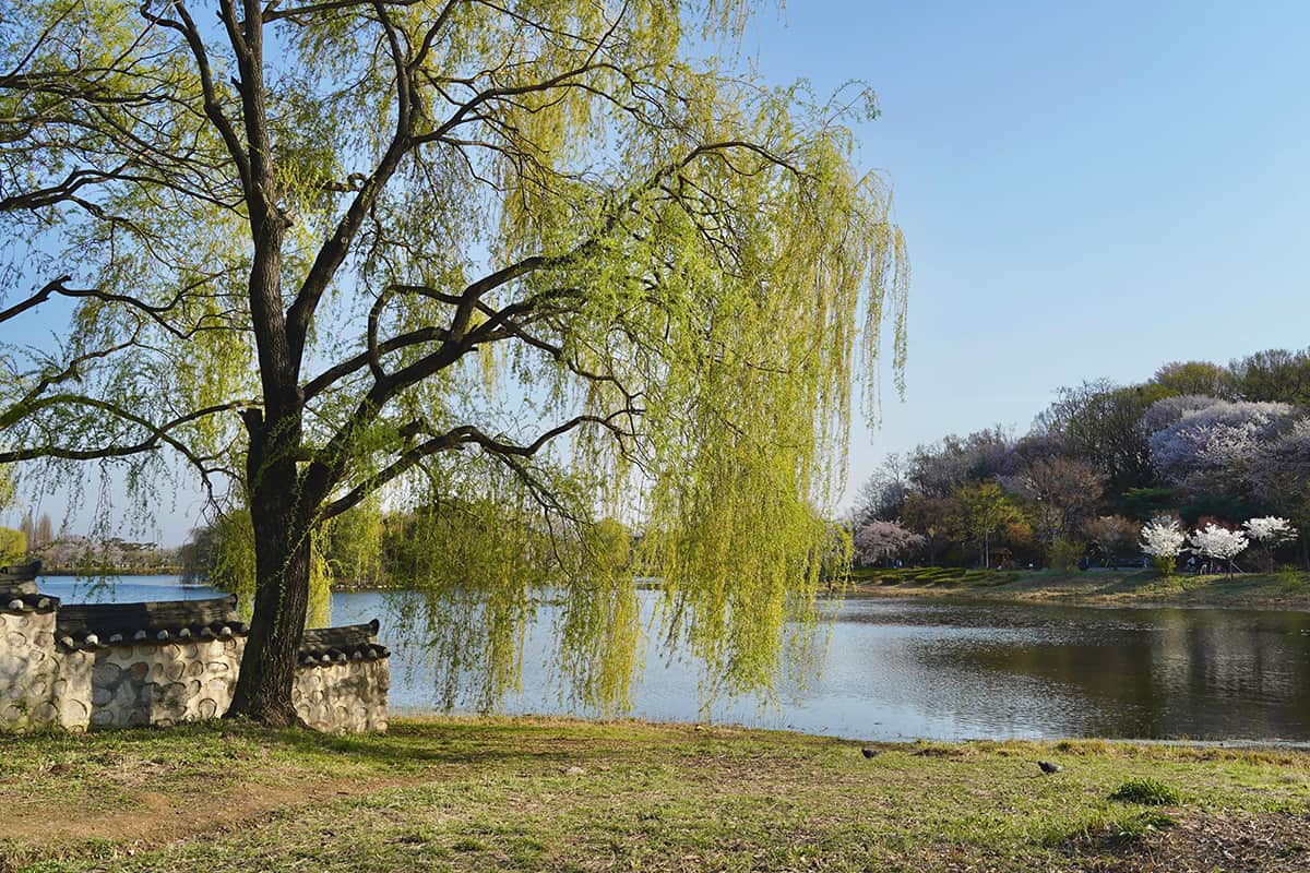 Willow Trees