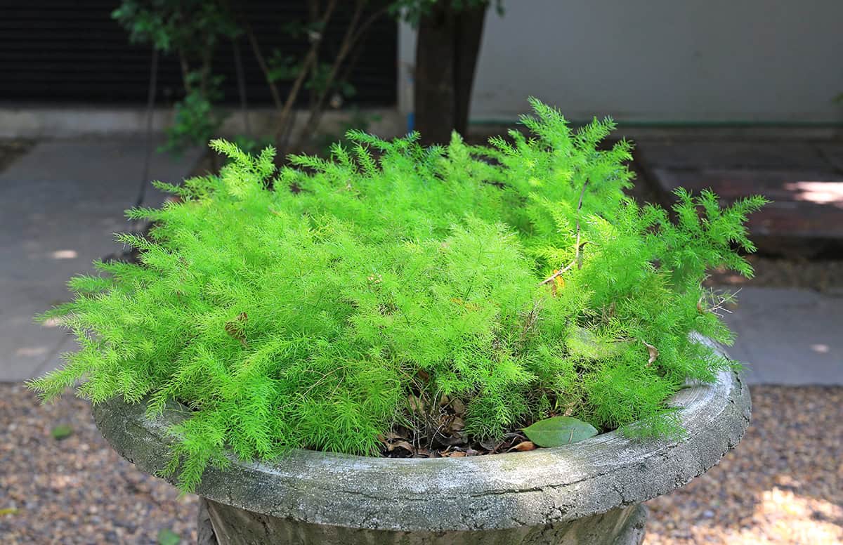 Asparagus Fern