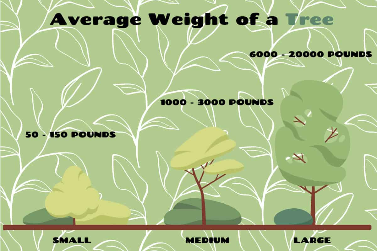 How Much Does A Tree Weigh Plantglossary