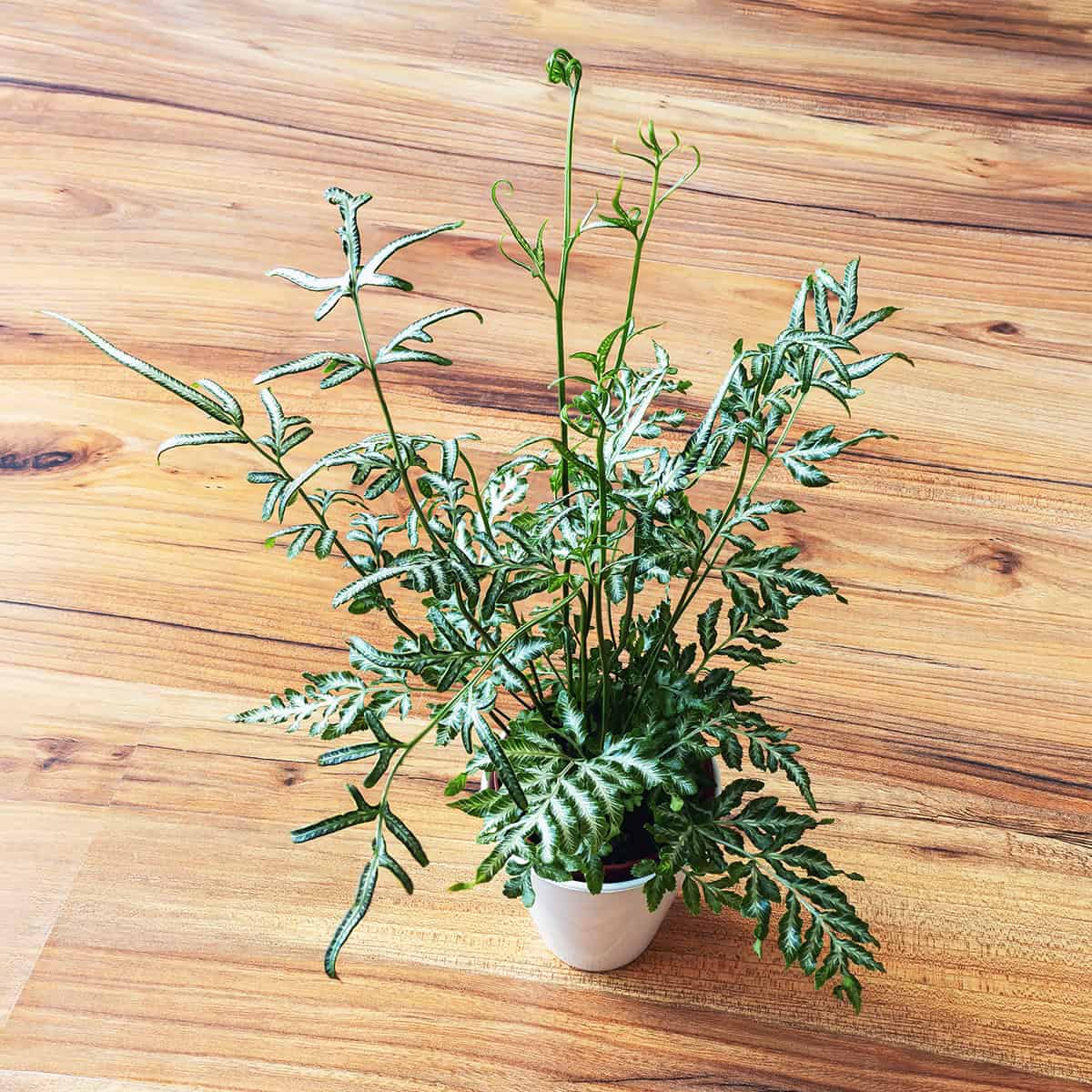 Brake Fern (Pteris cretica)