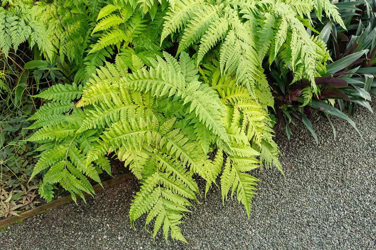 Button Fern (Lemon Button Fern)