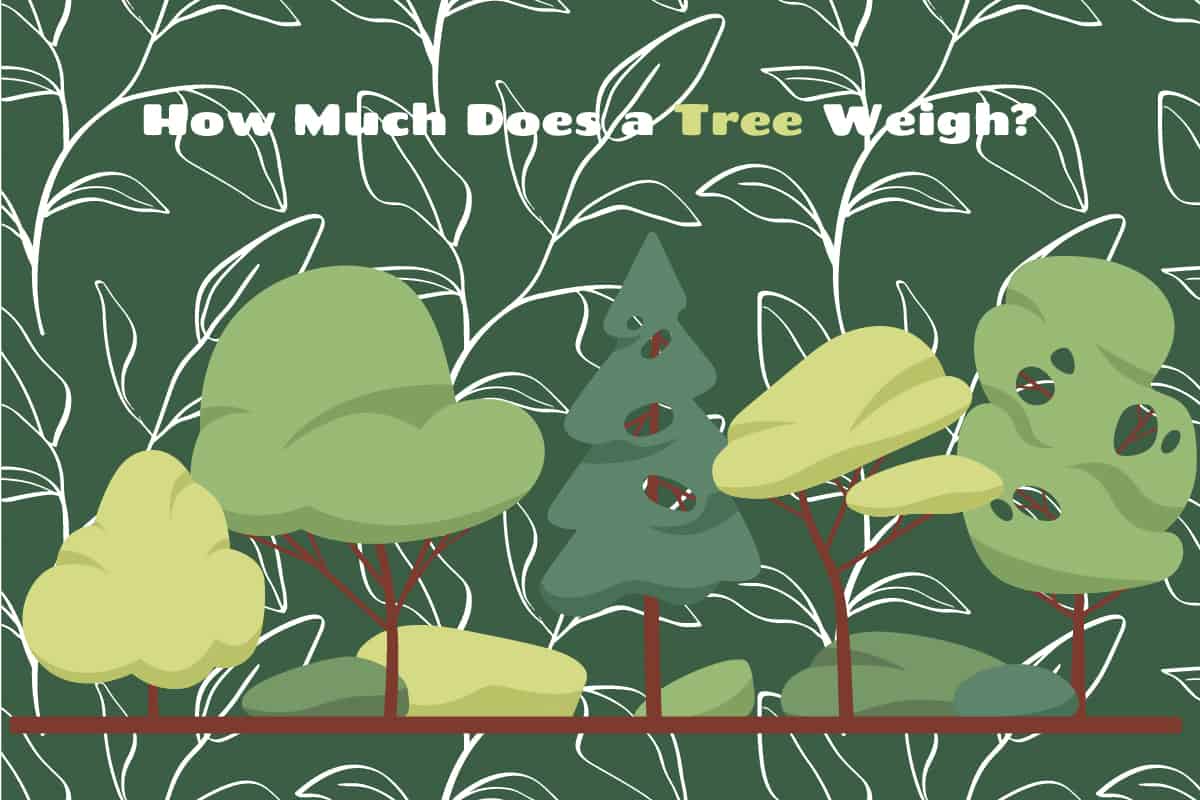 How Much Does A Tree Weigh Plantglossary