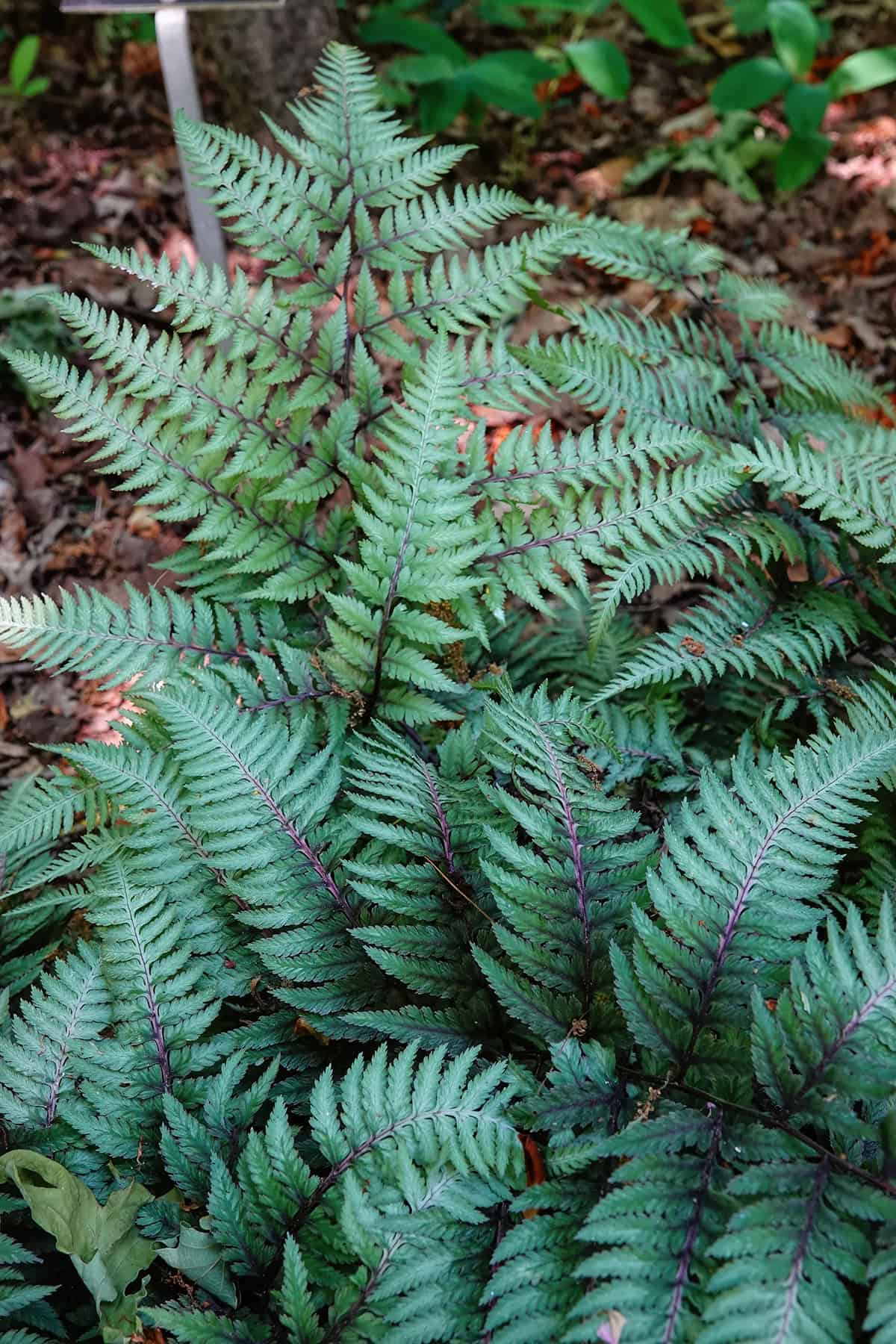 Japanese Painted Fern