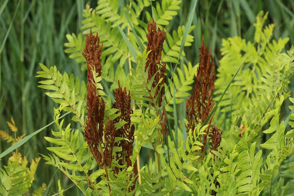Royal Fern