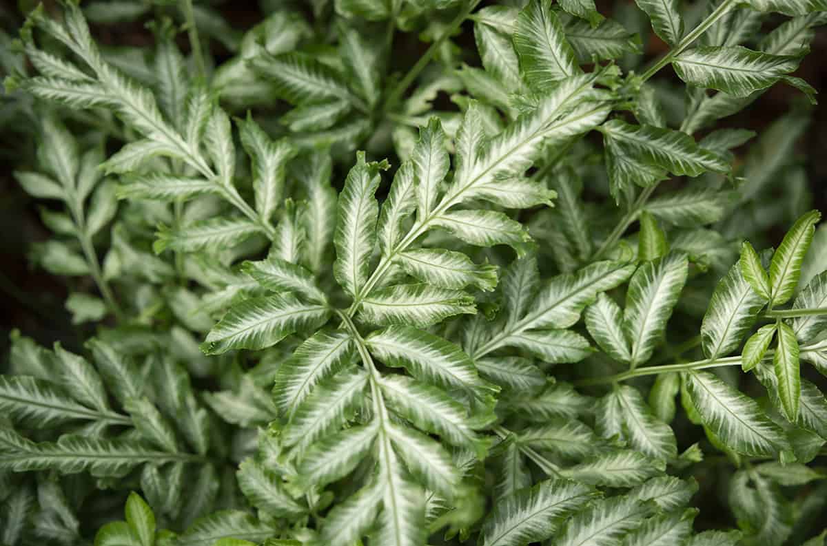 Silver Brake Fern