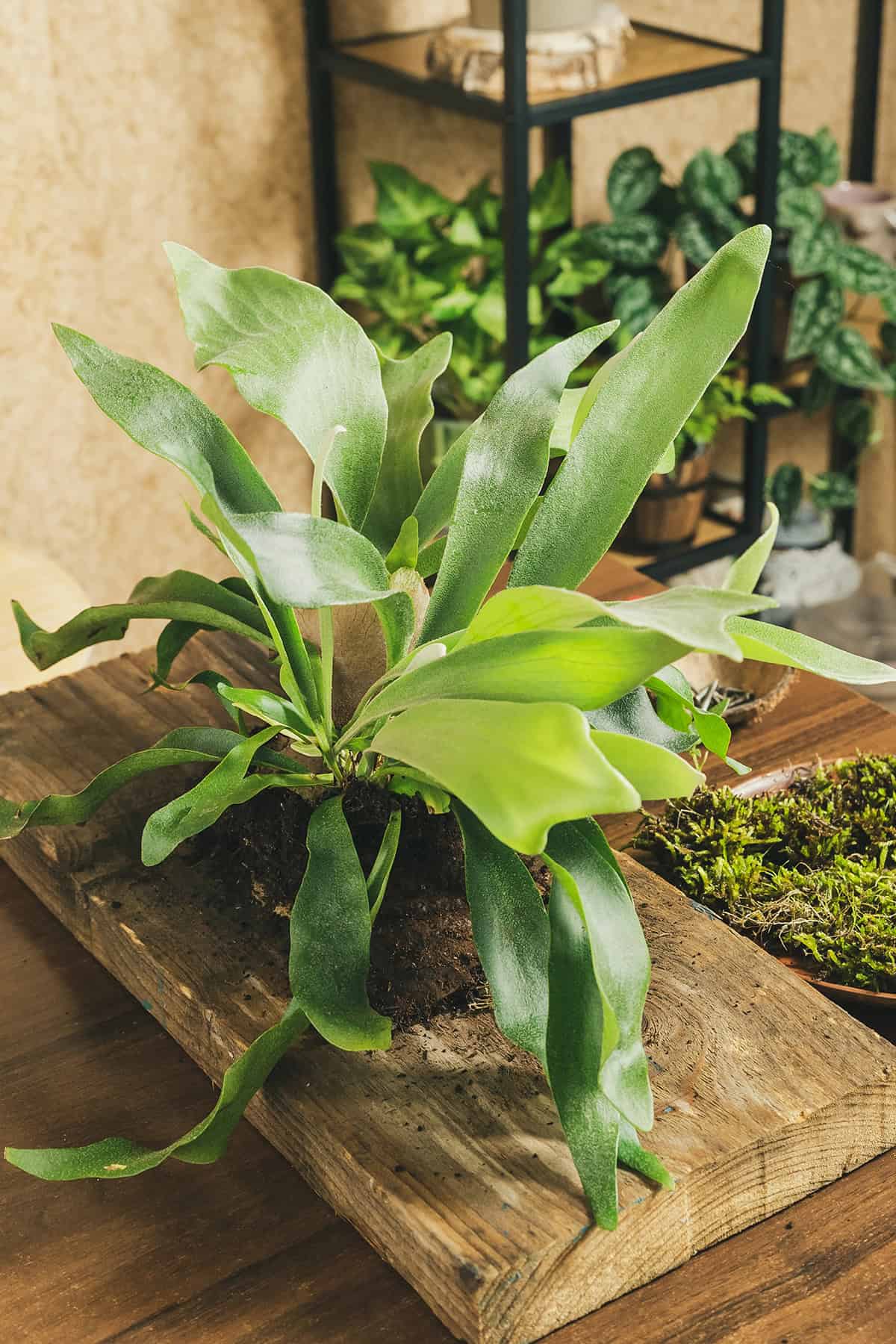 Staghorn Fern