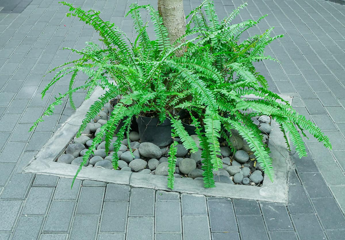 Boston Fern