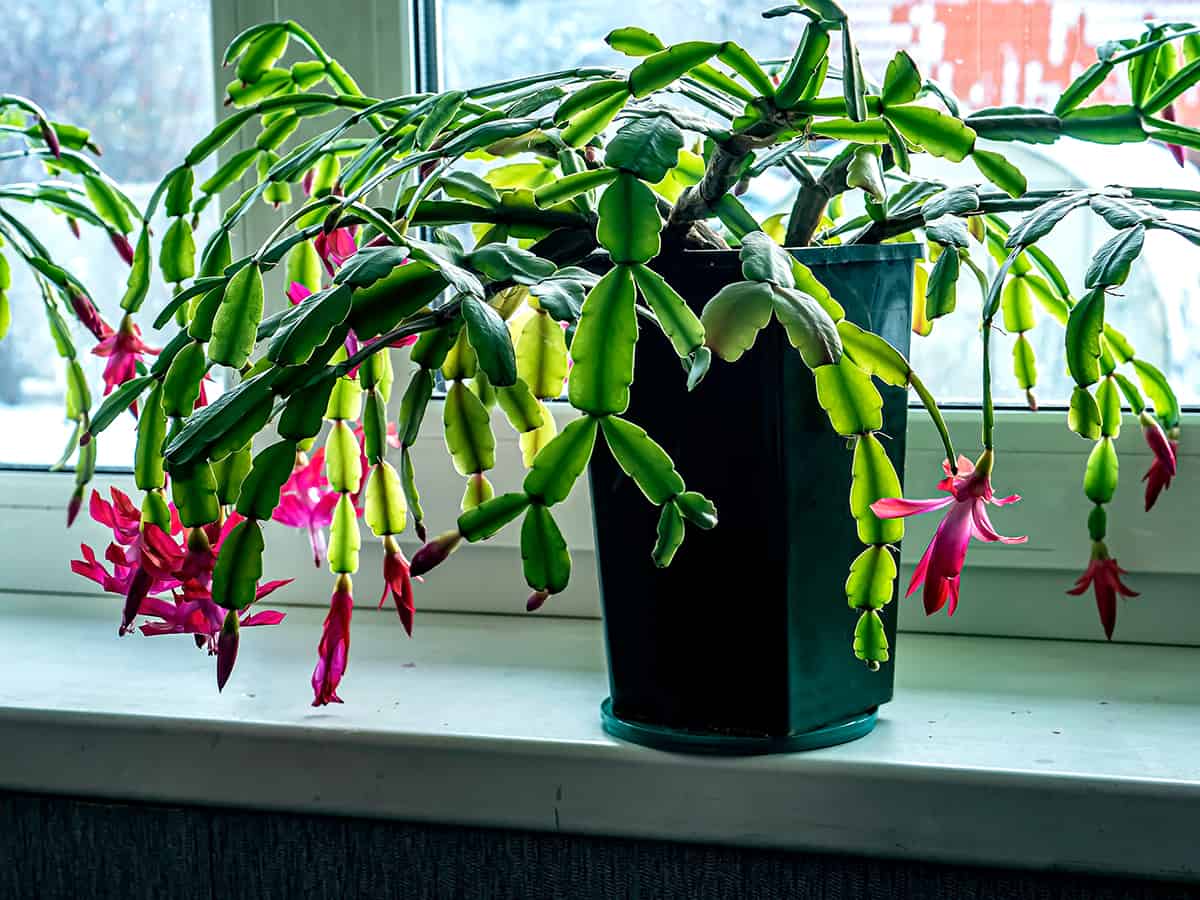 Christmas Cactus