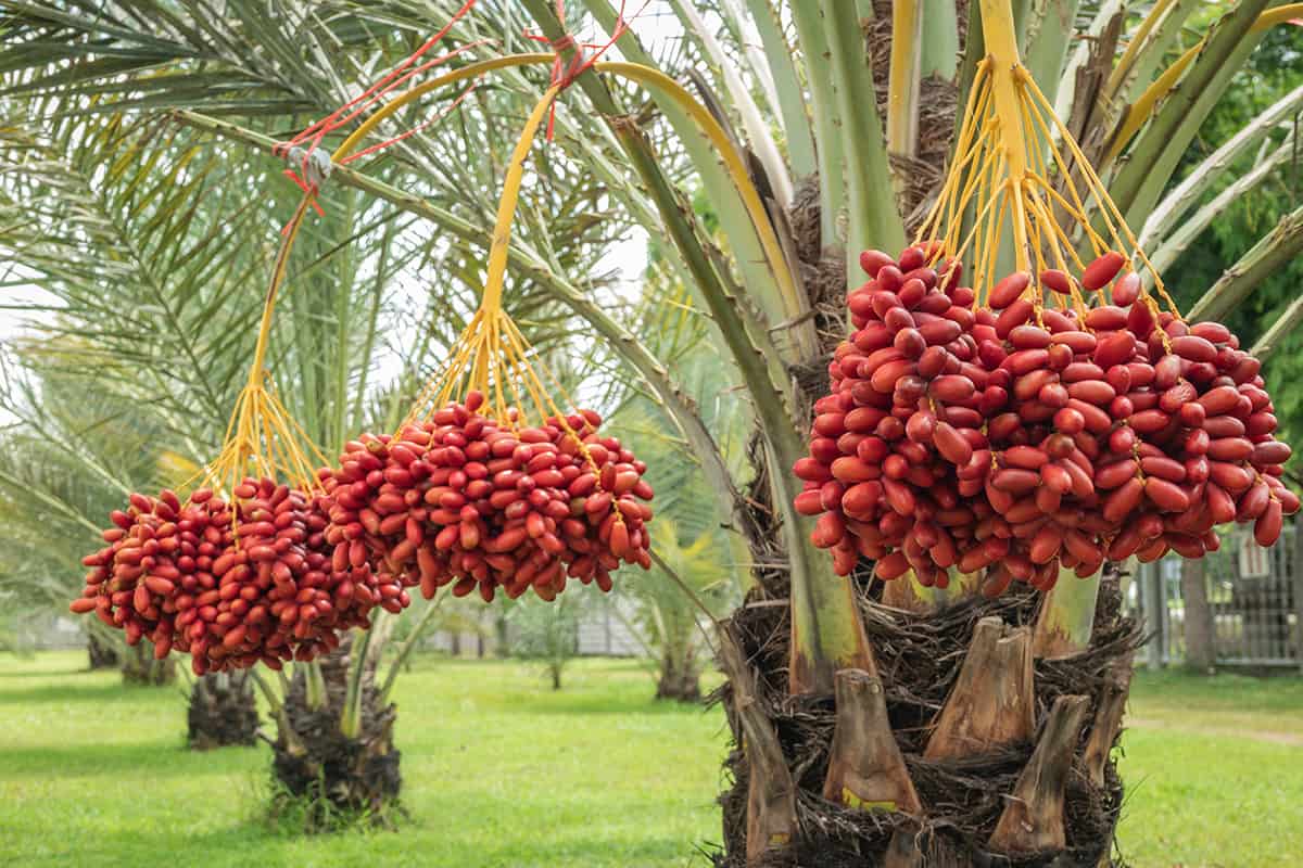 14 Different Types Of Palm Trees Explained Plantglossary