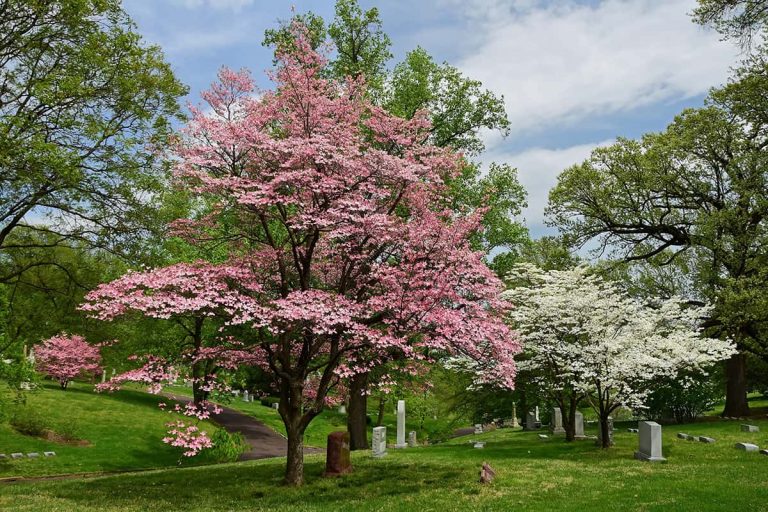 How Long Does a Dogwood Tree Last? Plantglossary