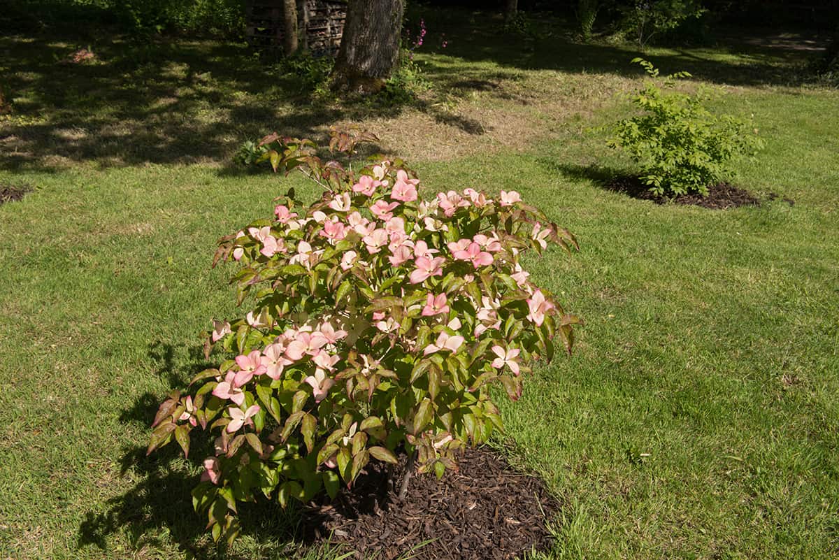 Dogwood Tree Propagation