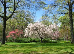 Dogwood Trees A Complete Guide