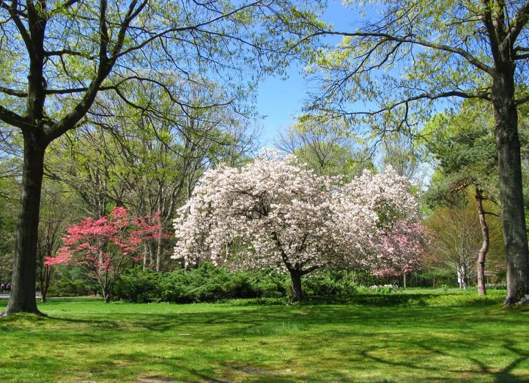 When do dogwood trees bloom plantglossary