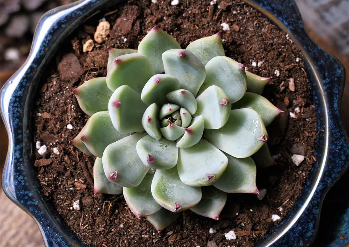 Echeveria