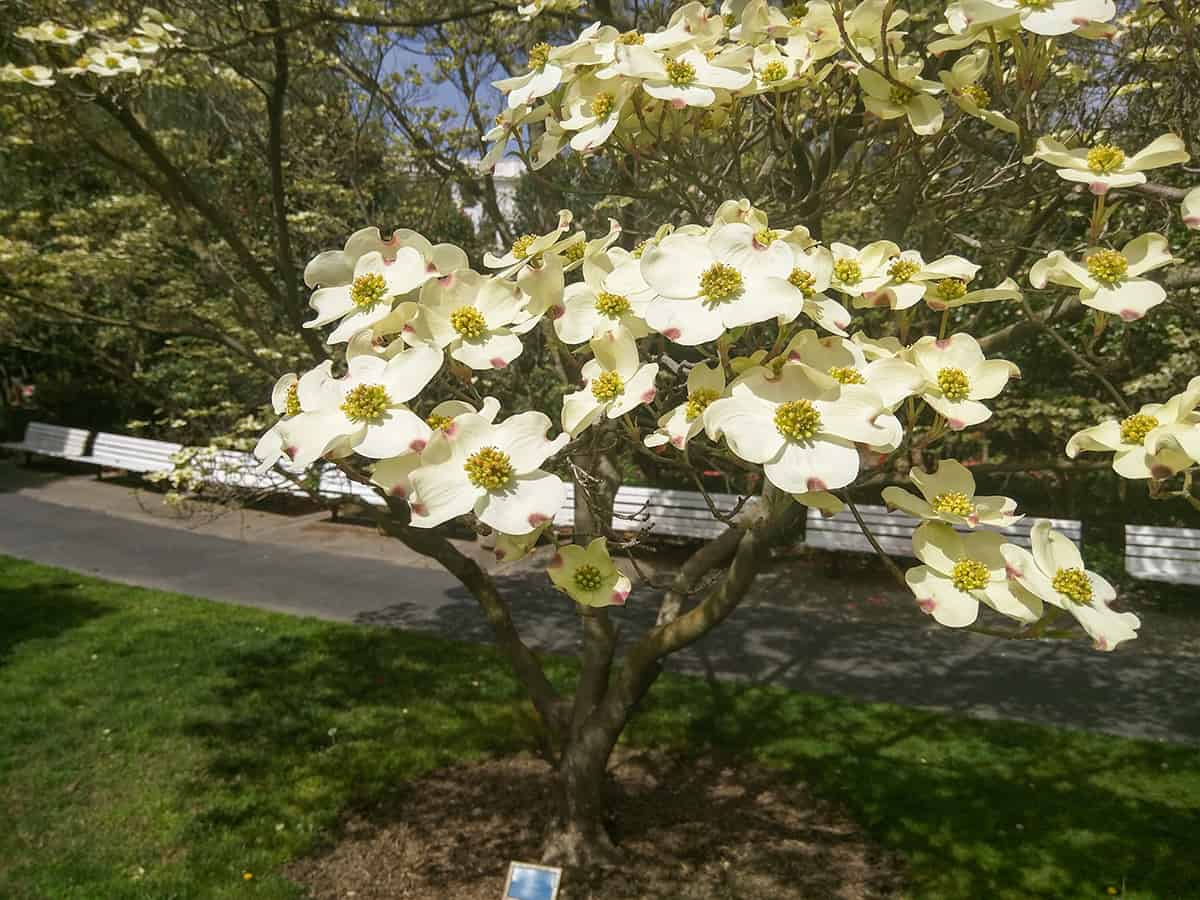 Flowering Dogwood