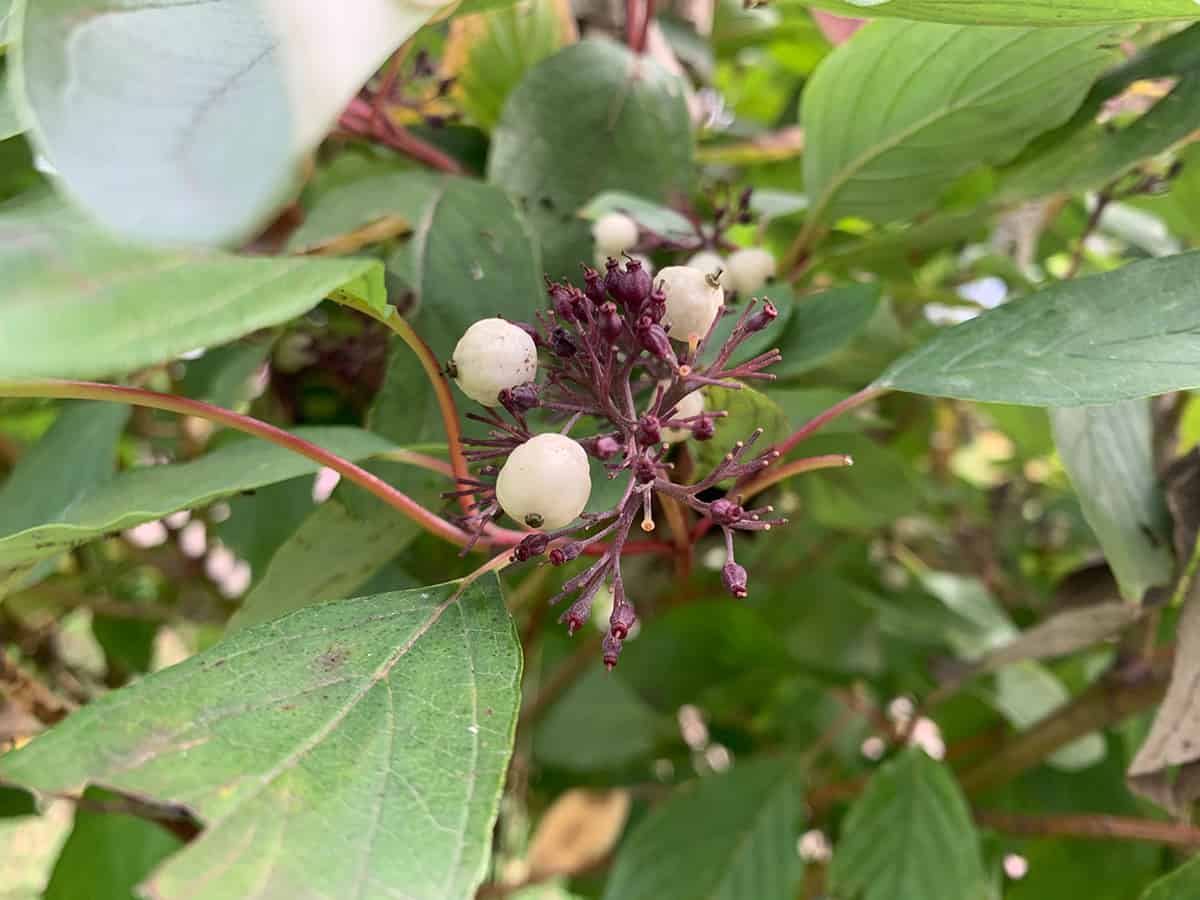 Gray Dogwood