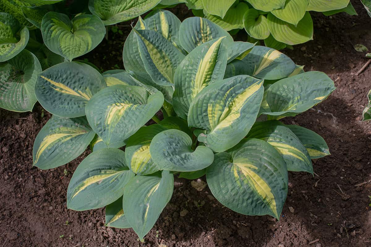 Hosta