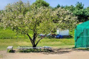 How Much Does a Dogwood Tree Cost