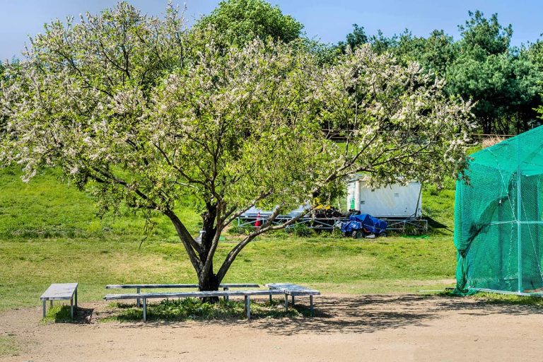 When do dogwood trees bloom plantglossary