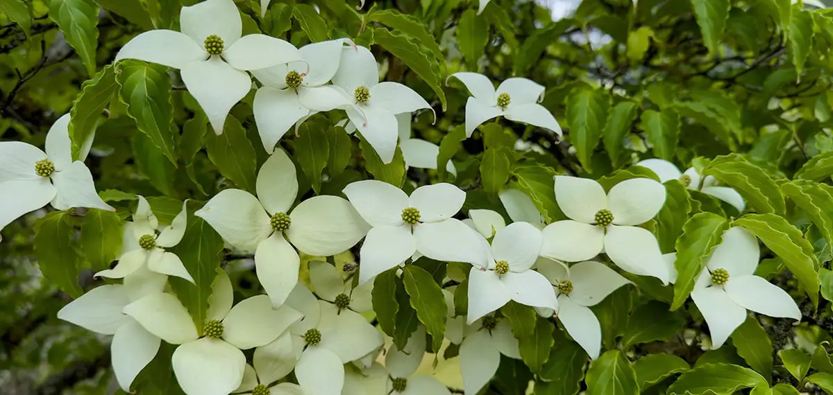 How to Care for Japanese Dogwood Trees