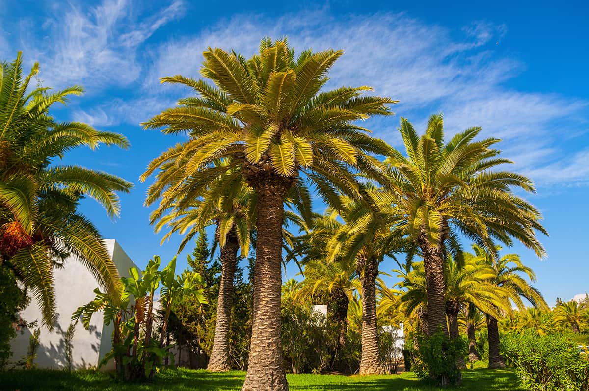 Humidity Date Palm Tree