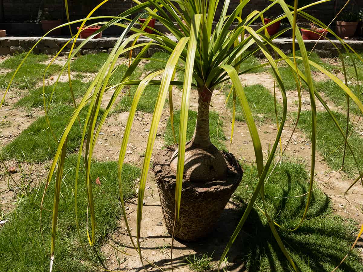 Humidity Ponytail Palm