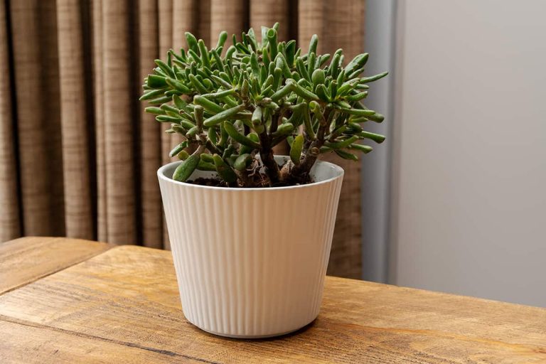 15 Indoor Plants that Grow from Leaves Plantglossary