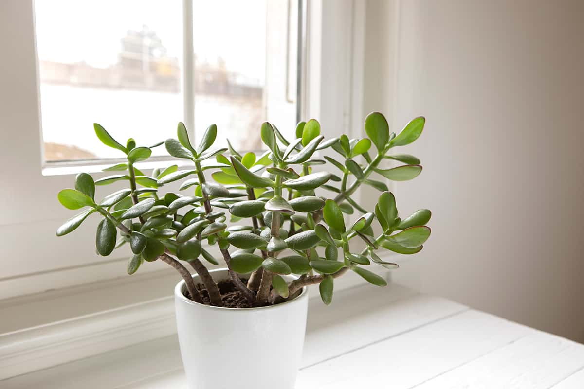 Jade Plant_1